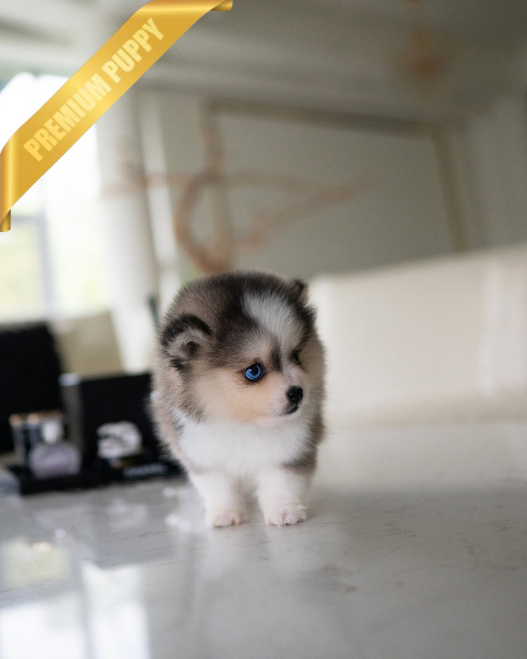 LEO - MALE (RESERVED by ANA) - ROLLYPUPS OFFICIAL