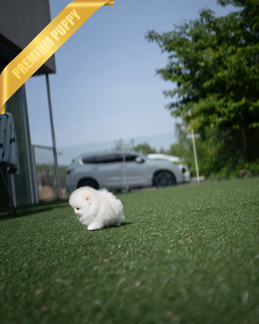 CLOUD - FEMALE (PURCHASED by CATHERINE) - ROLLY TEACUP PUPPIES - TEACUP PUPPY FOR SALE