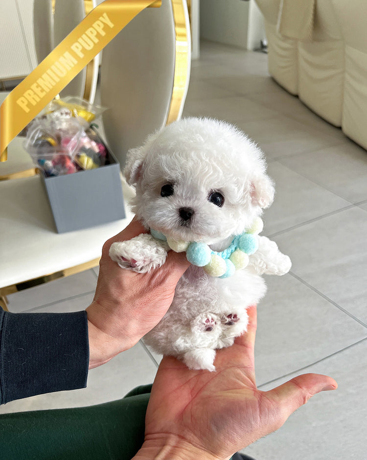 GIGI - FEMALE (PURCHASED by LILIANA) - ROLLY TEACUP PUPPIES - TEACUP PUPPY FOR SALE