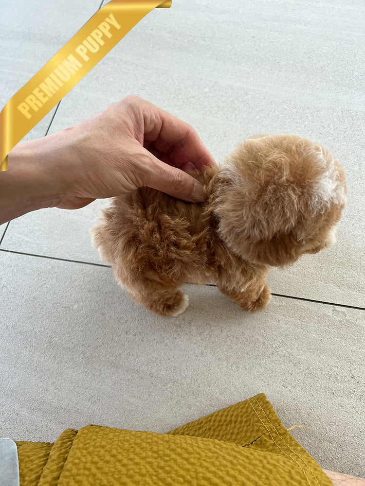 CHANEL - FEMALE (PURCHASED by RT) - ROLLY TEACUP PUPPIES - TEACUP PUPPY FOR SALE