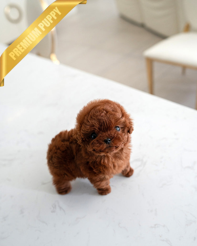 VELVET - FEMALE (PURCHASED by KALEY) - ROLLY TEACUP PUPPIES -