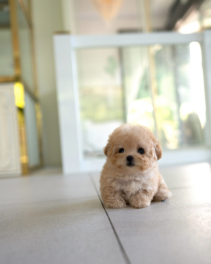 MOCHI - FEMALE (PURCHASED by JE) - ROLLY TEACUP PUPPIES - TEACUP PUPPY FOR SALE