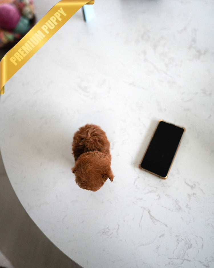 TIPPY - FEMALE (PURCHASED by VIKTOR) - ROLLY TEACUP PUPPIES -