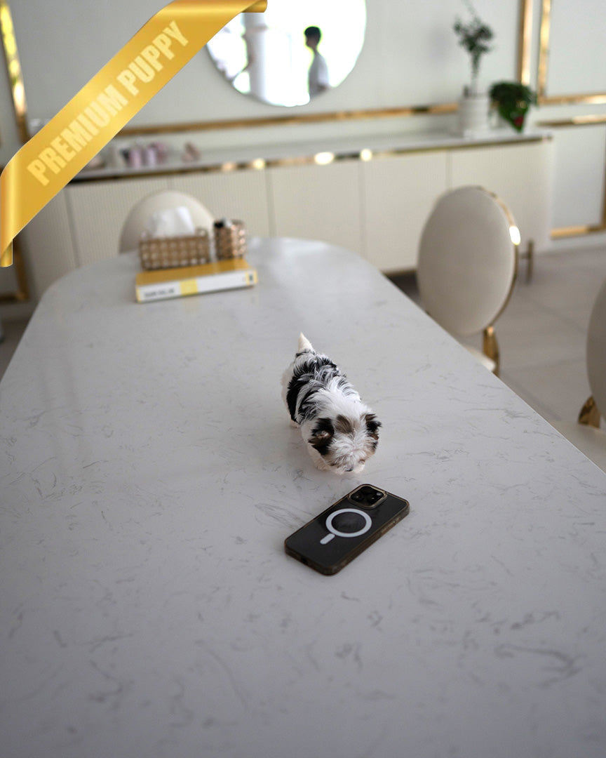 BELLA - FEMALE (PURCHASED by GILDA) - ROLLY TEACUP PUPPIES - TEACUP PUPPY FOR SALE