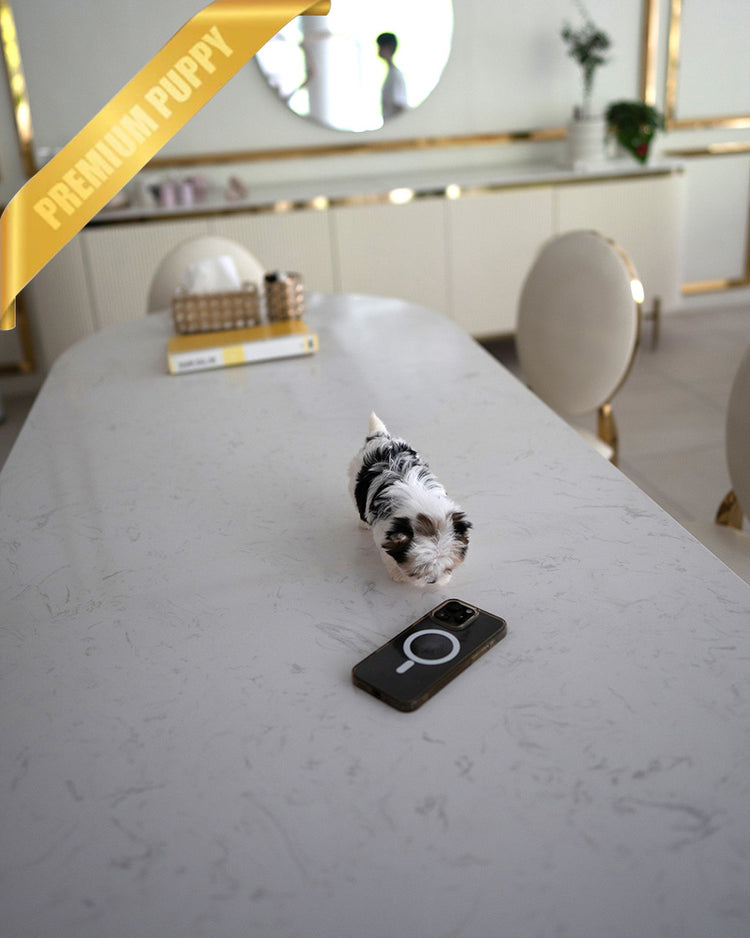 BELLA - FEMALE (PURCHASED by GILDA) - ROLLY TEACUP PUPPIES - TEACUP PUPPY FOR SALE