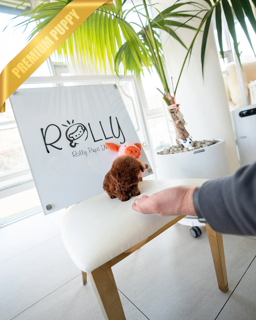 TIPPY - FEMALE (PURCHASED by COURTNEY) - ROLLY TEACUP PUPPIES - TEACUP PUPPY FOR SALE