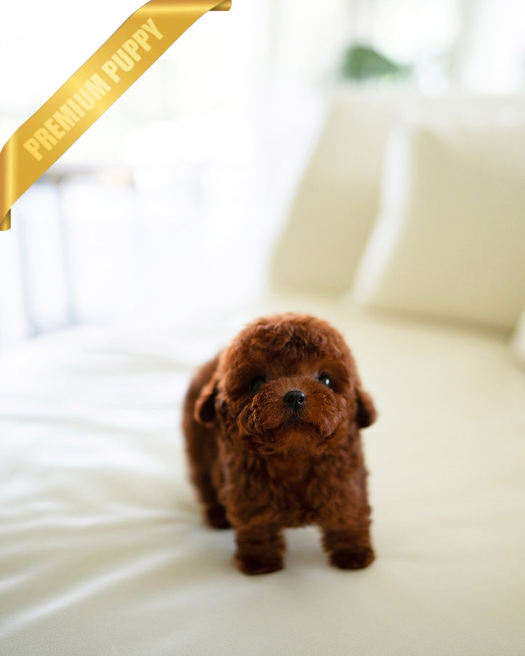 MITCH - MALE (PURCHASED by NOA) - ROLLY TEACUP PUPPIES - TEACUP PUPPY FOR SALE