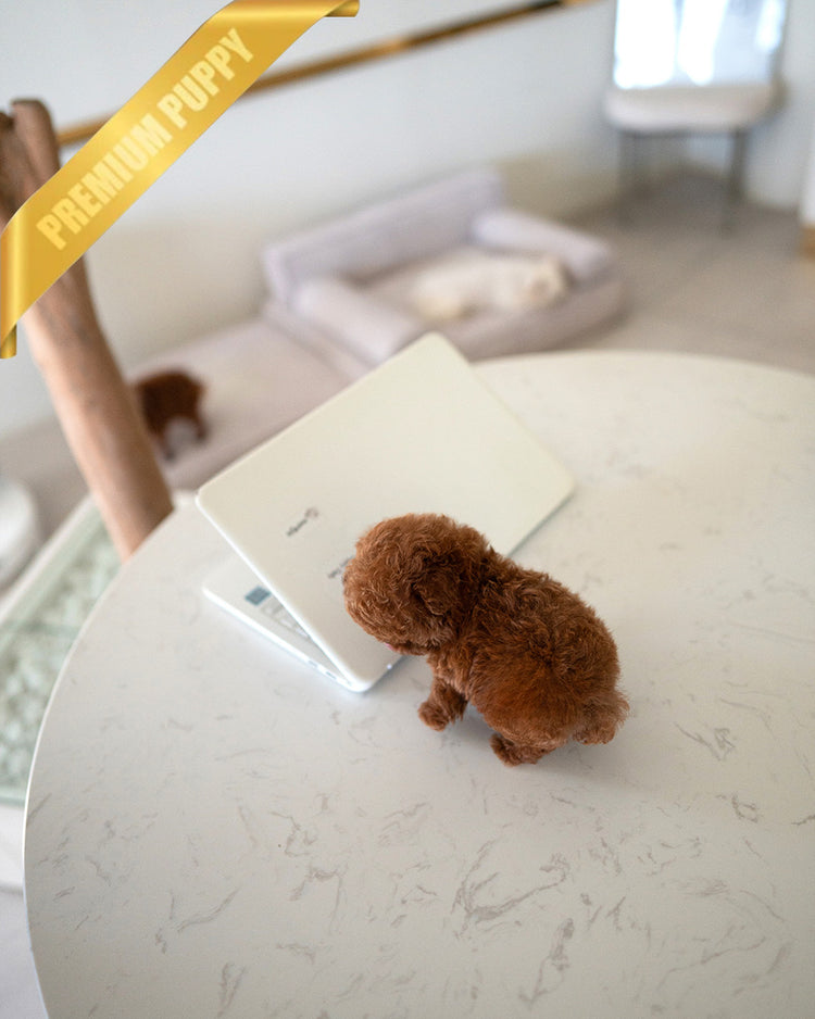 AGATHA - FEMALE (PURCHASED by DILL) - ROLLYPUPS OFFICIAL