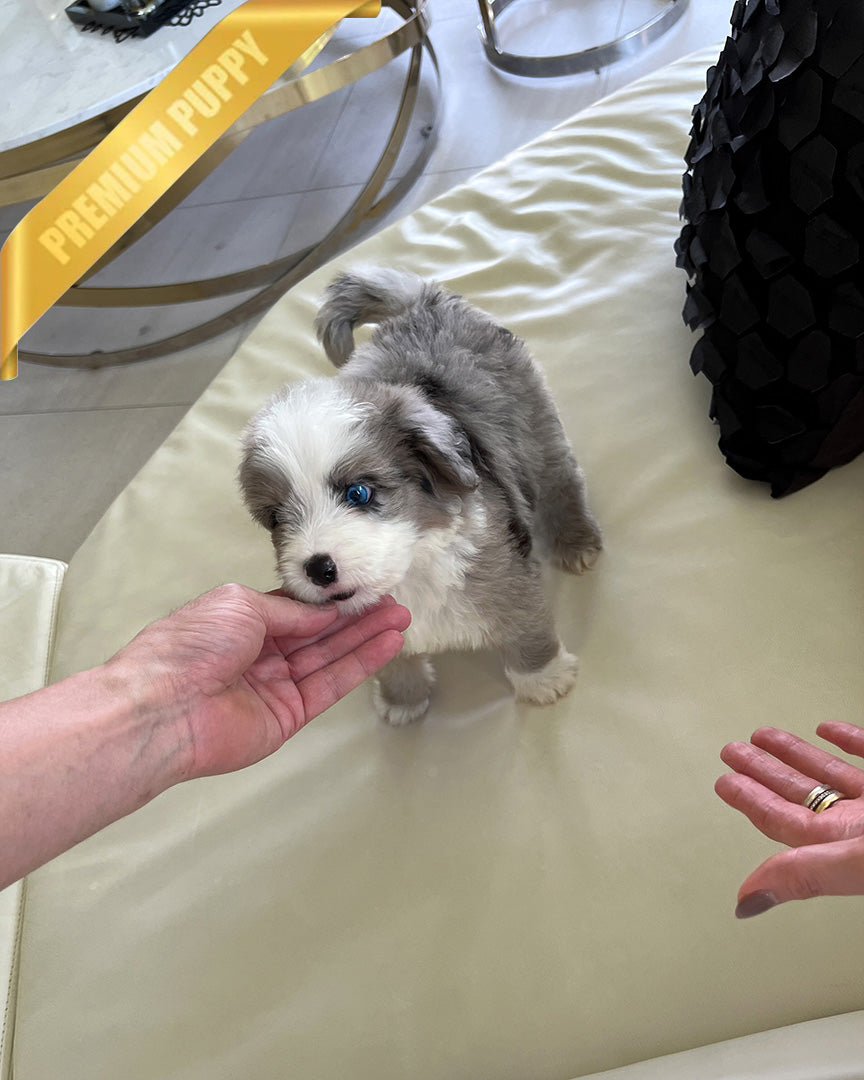 CHASE - MALE (PURCHASED by JAY) - ROLLY TEACUP PUPPIES - TEACUP PUPPY FOR SALE