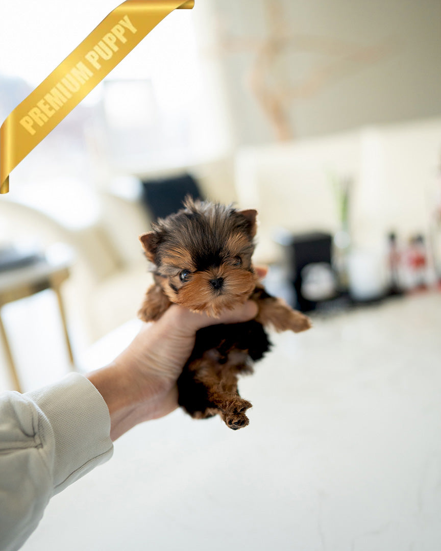 KOFI - MALE - ROLLY TEACUP PUPPIES - TEACUP PUPPY FOR SALE