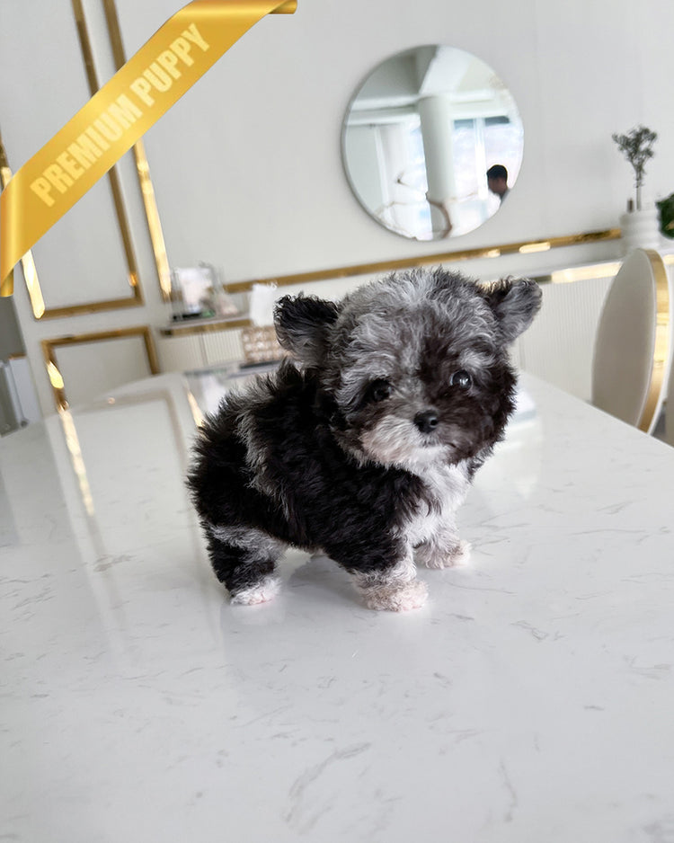 MELINA - FEMALE (PURCHASED by SHELBY) - ROLLY TEACUP PUPPIES - TEACUP PUPPY FOR SALE