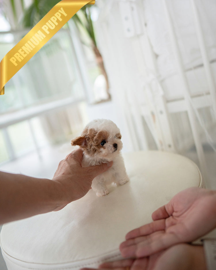 BAMBI - FEMALE (RESERVED by RT) - ROLLY TEACUP PUPPIES - TEACUP PUPPY FOR SALE