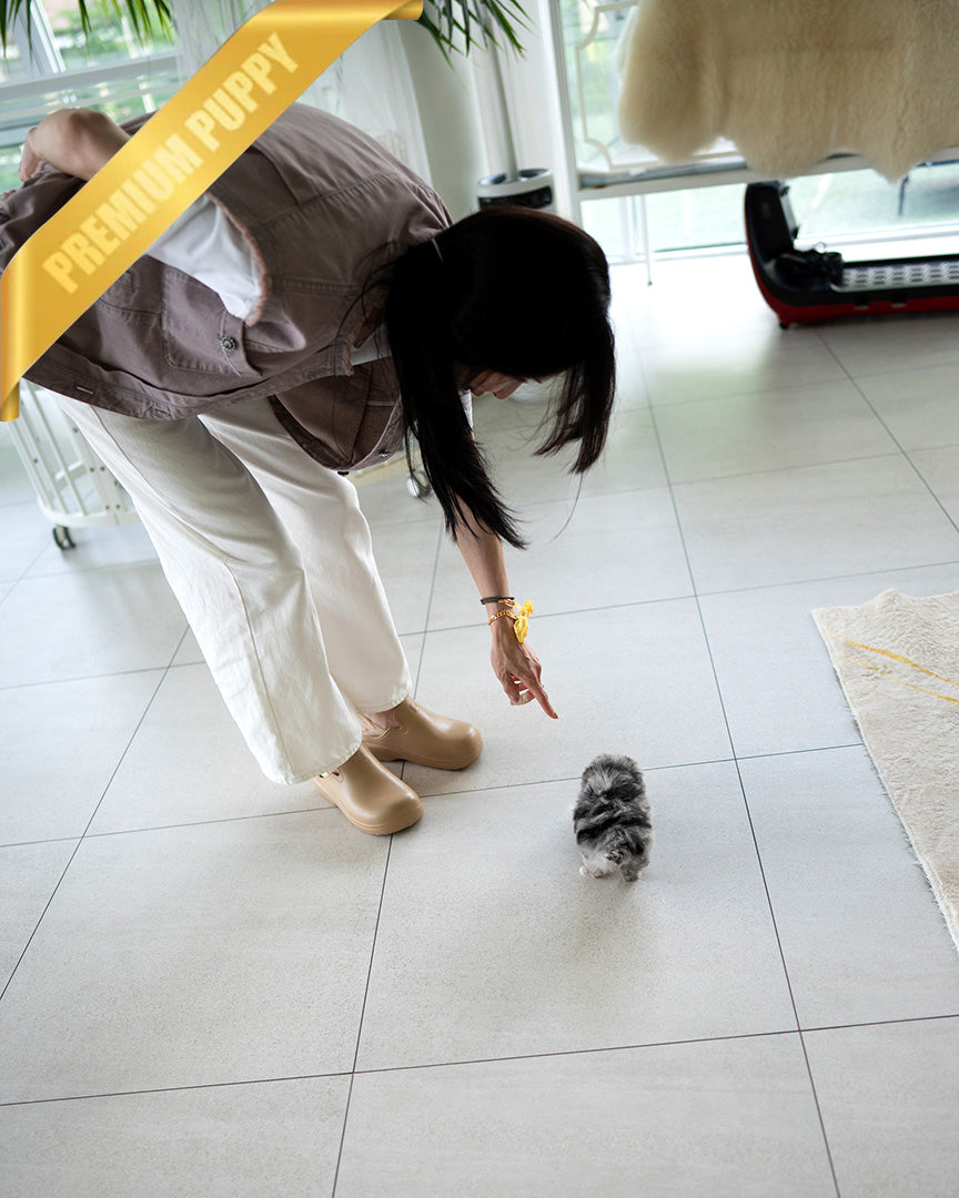 OREO - MALE (PURCHASED by DARIUS) - ROLLY TEACUP PUPPIES - TEACUP PUPPY FOR SALE