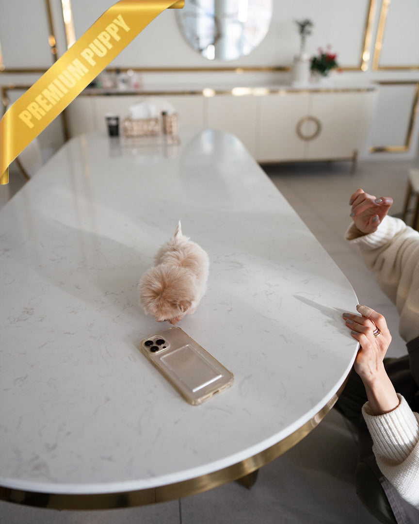 COCO - FEMALE (PURCHASED by BELEN) - ROLLY TEACUP PUPPIES - TEACUP PUPPY FOR SALE