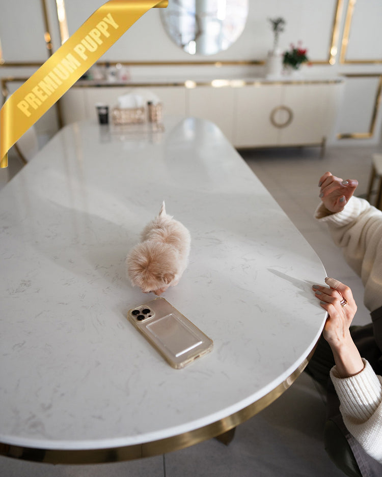 COCO - FEMALE (PURCHASED by BELEN) - ROLLY TEACUP PUPPIES - TEACUP PUPPY FOR SALE