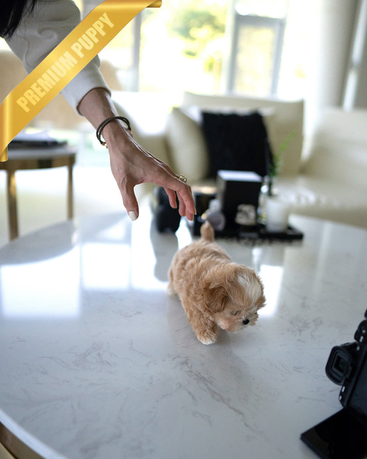 EWAN - MALE (PURCHASED by JEET) - ROLLYPUPS OFFICIAL