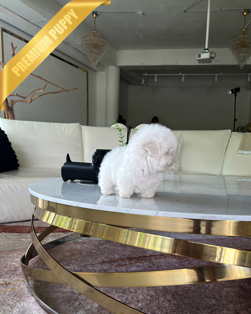 DUSTIN - MALE (PURCHASED by ROBERTO) - ROLLY TEACUP PUPPIES - TEACUP PUPPY FOR SALE