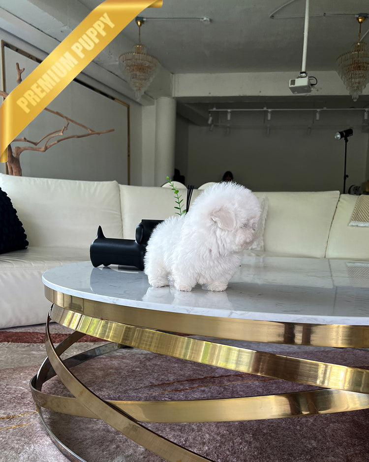 DUSTIN - MALE (PURCHASED by ROBERTO) - ROLLY TEACUP PUPPIES - TEACUP PUPPY FOR SALE