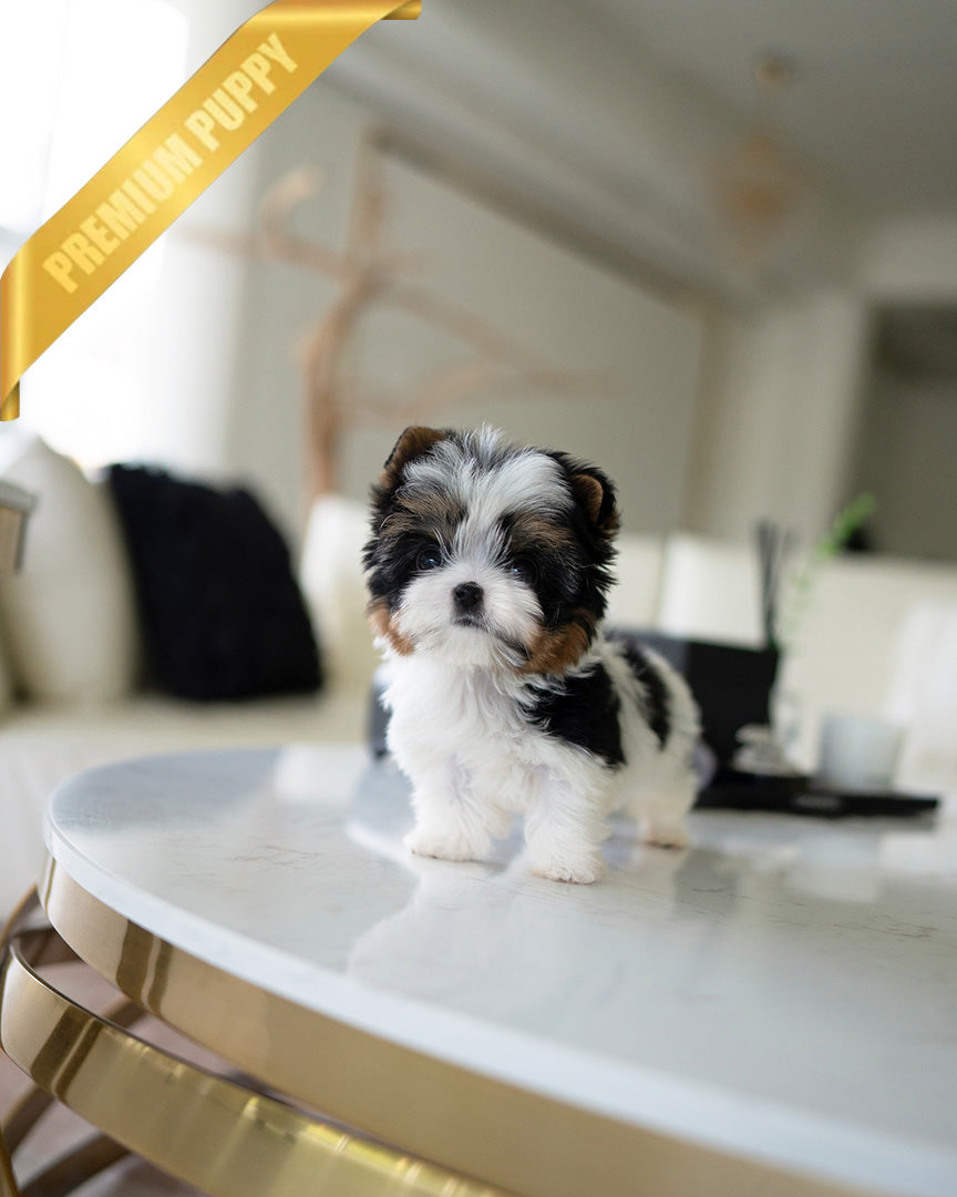 BAXTER - MALE (PURCHASED by CRISTINA) - ROLLY TEACUP PUPPIES - TEACUP PUPPY FOR SALE