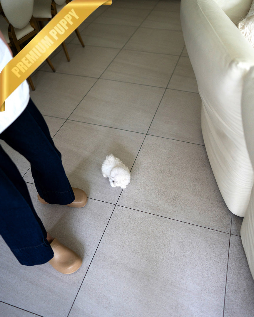 BENTLEY - MALE (PURCHASED by ELIZA) - ROLLY TEACUP PUPPIES - TEACUP PUPPY FOR SALE