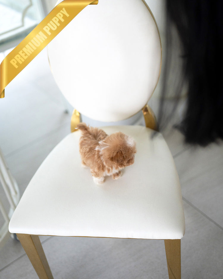 LENNY - MALE - ROLLYPUPS OFFICIAL