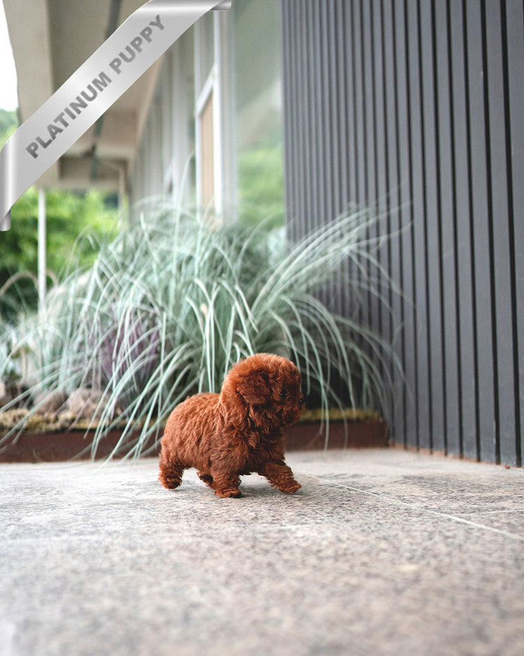 CINNAMON - FEMALE (PURCHASED by RUTHANN) - ROLLY TEACUP PUPPIES - TEACUP PUPPY FOR SALE