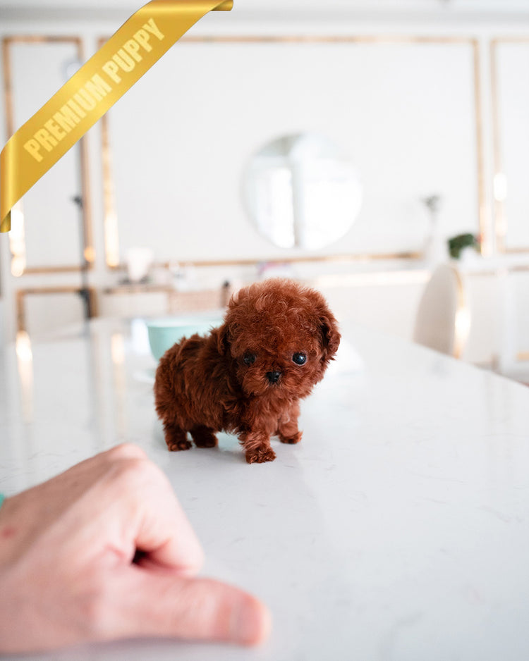 MILO - MALE (PURCHASED by PATRICE) - ROLLY TEACUP PUPPIES - TEACUP PUPPY FOR SALE