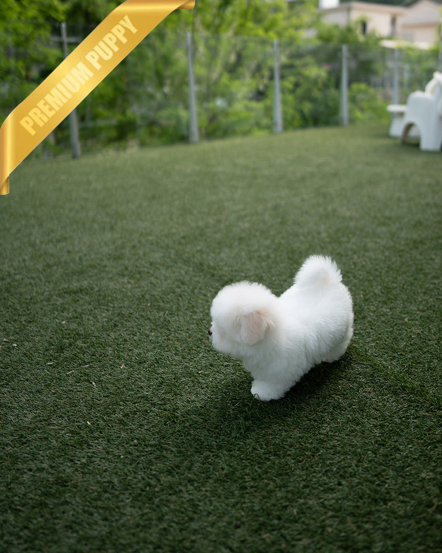 CHICO - MALE (PURCHASED by RT) - ROLLY TEACUP PUPPIES - TEACUP PUPPY FOR SALE