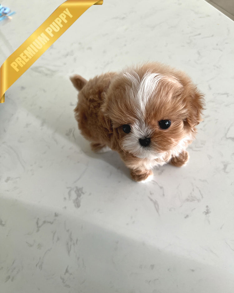 LYRA - FEMALE (PURCHASED by MICHELLE) - ROLLY TEACUP PUPPIES -