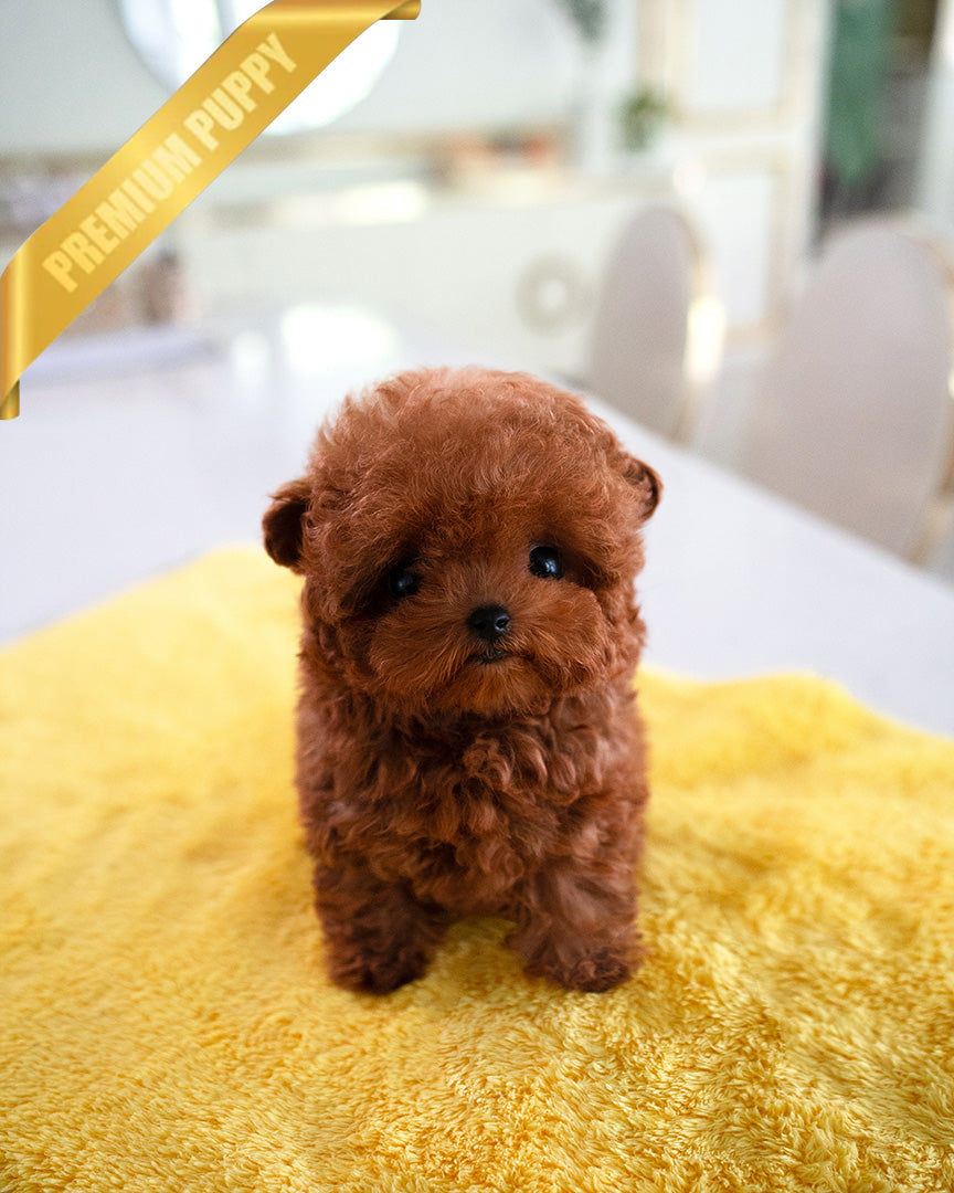 ROSIE - FEMALE (PURCHASED by KATE) - ROLLY TEACUP PUPPIES - TEACUP PUPPY FOR SALE