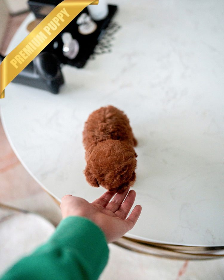 MONTY - MALE (PURCHASED by JUSTINA) - ROLLY TEACUP PUPPIES -