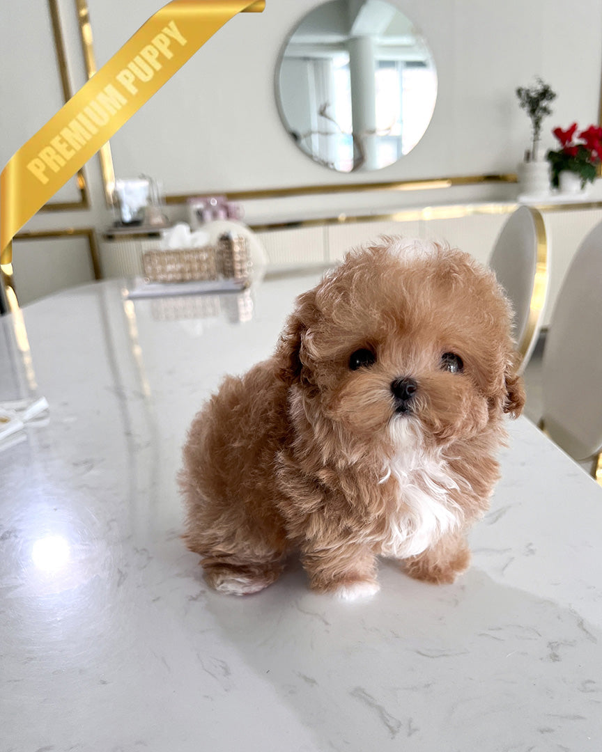 ROSE - FEMALE - ROLLY TEACUP PUPPIES - TEACUP PUPPY FOR SALE
