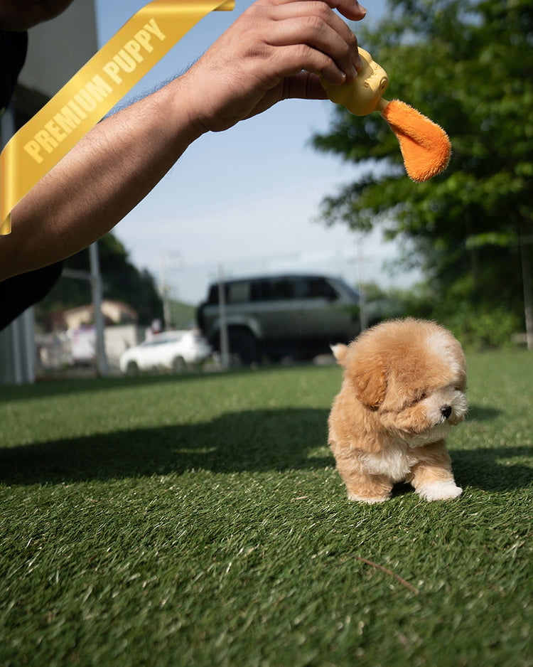 MARCO - MALE (PURCHASED by NAPAVILAI) - ROLLY TEACUP PUPPIES - TEACUP PUPPY FOR SALE
