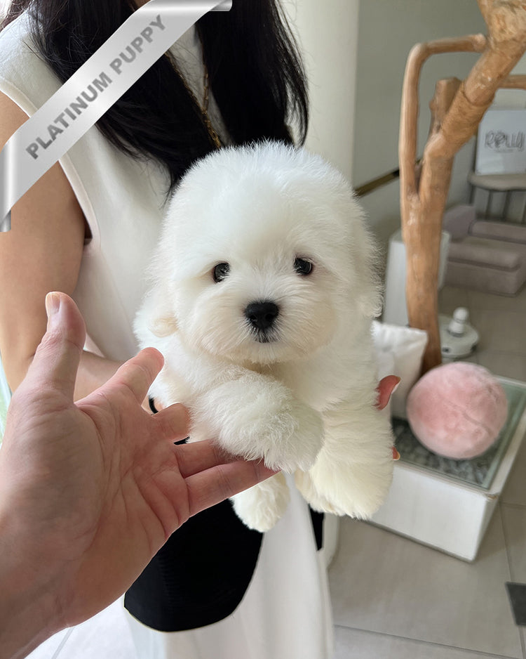 FINN - MALE (PURCHASED by RT) - ROLLY TEACUP PUPPIES - TEACUP PUPPY FOR SALE