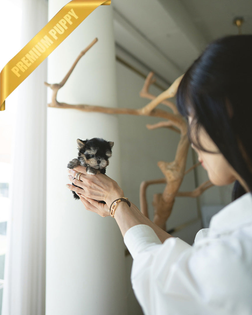 CELINE - FEMALE (PURCHASED by JESSICA) - ROLLYPUPS OFFICIAL