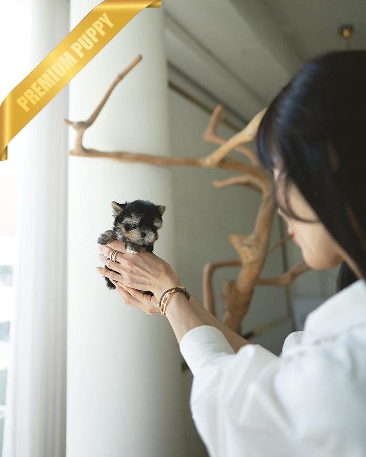 CELINE - FEMALE (PURCHASED by JESSICA) - ROLLYPUPS OFFICIAL