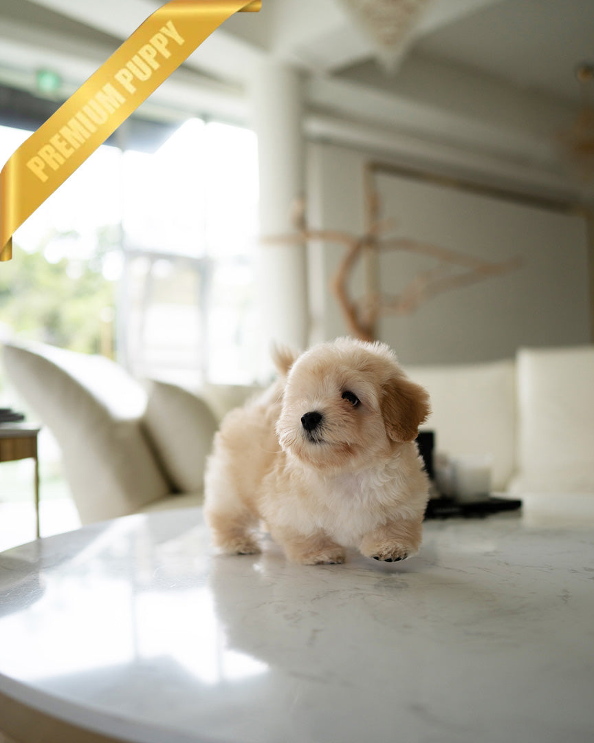 ARTHUR - MALE (RESERVED by SOPHIA)