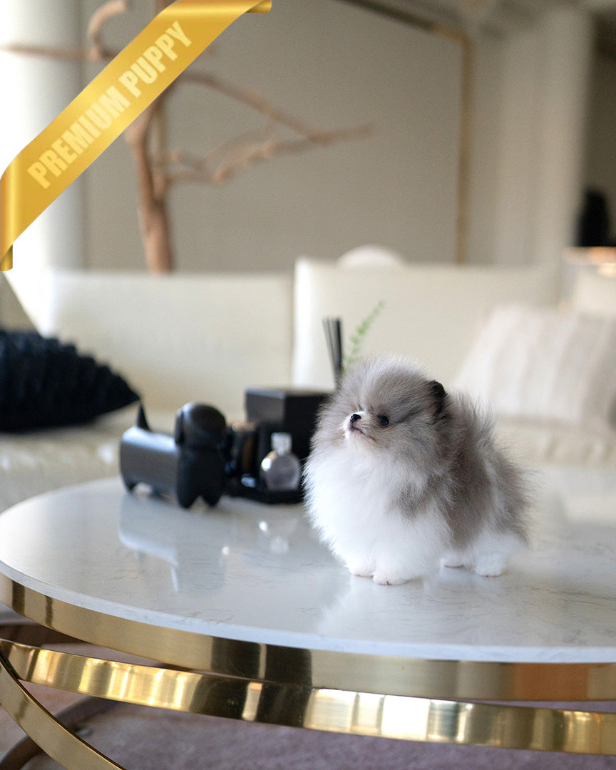 ASPEN - MALE (PURCHASED by YELLI) - ROLLY TEACUP PUPPIES - TEACUP PUPPY FOR SALE