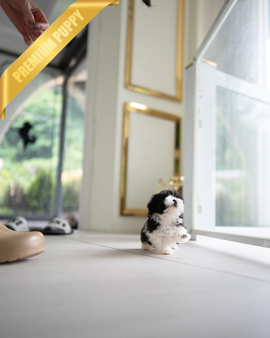 STELLA - FEMALE (PURCHASED by KIM) - ROLLY TEACUP PUPPIES - TEACUP PUPPY FOR SALE