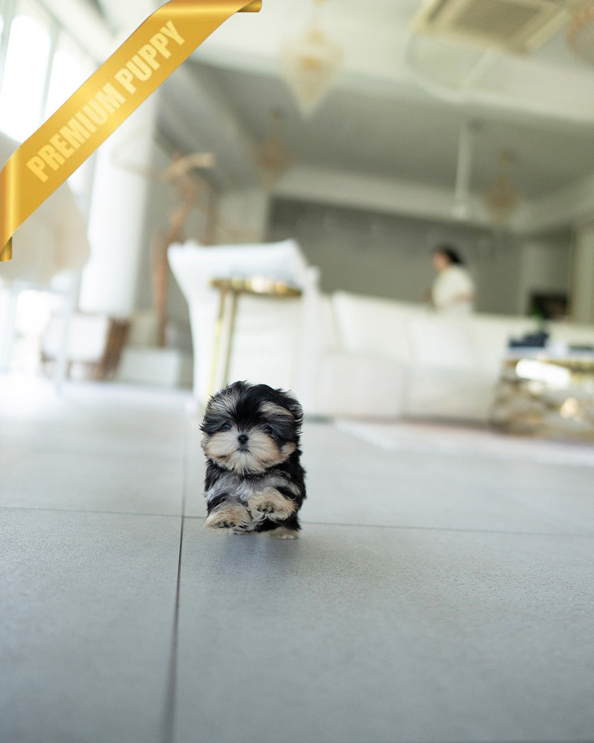 ROVER - MALE (PURCHASED by ITZIA) - ROLLYPUPS OFFICIAL