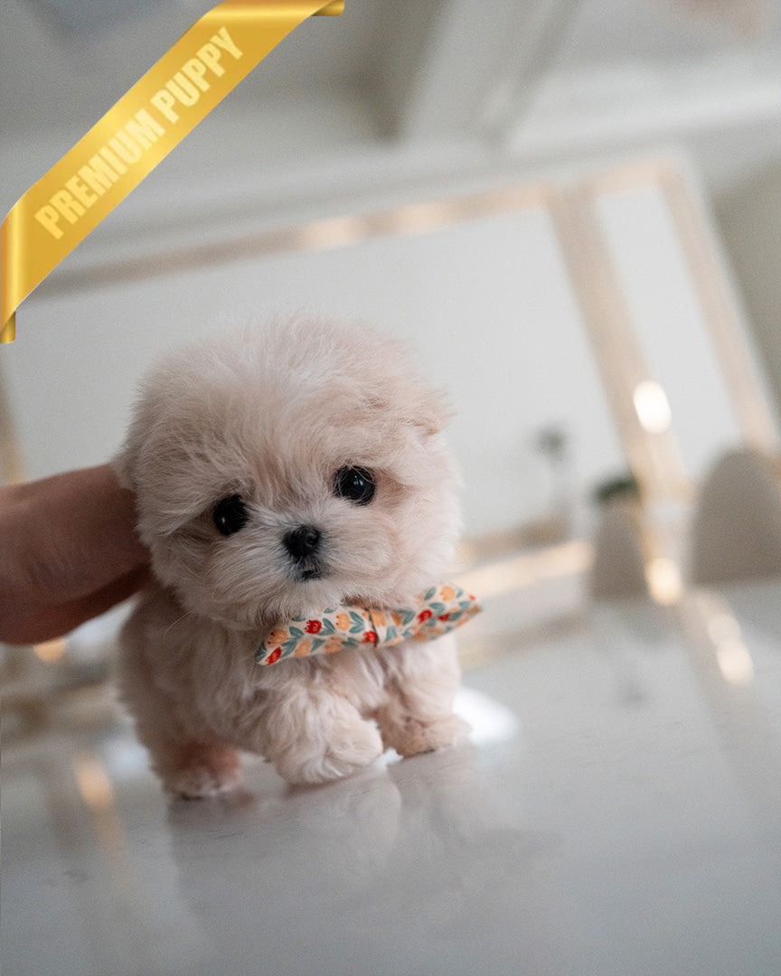 LYRA - FEMALE (PURCHASED by MARIA) - ROLLY TEACUP PUPPIES - TEACUP PUPPY FOR SALE