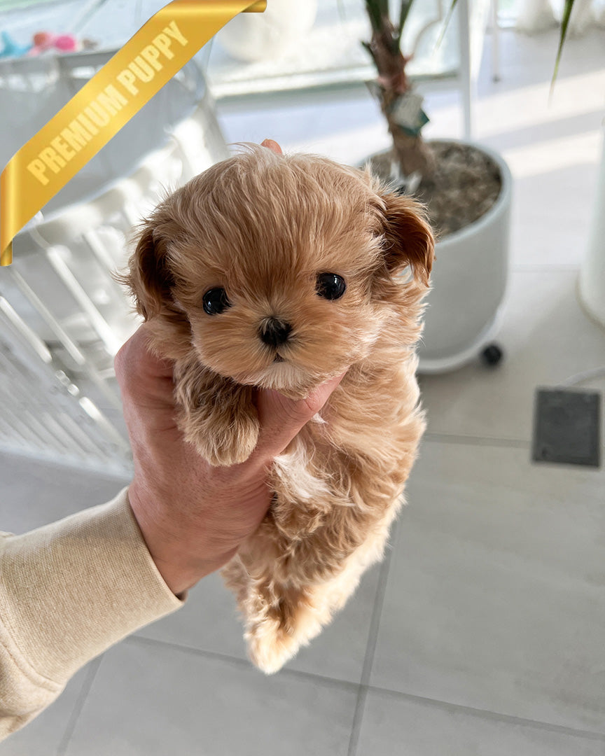 LALA - FEMALE (PURCHASED by DEVIS) - ROLLY TEACUP PUPPIES - TEACUP PUPPY FOR SALE