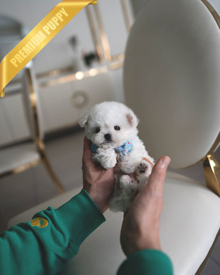 TOBY - MALE (PURCHASED by MARIAN) - ROLLY TEACUP PUPPIES - TEACUP PUPPY FOR SALE