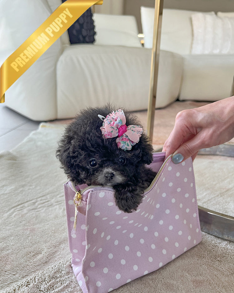 MISTY - FEMALE (PURCHASED by ANONYMOUS) - ROLLY TEACUP PUPPIES - TEACUP PUPPY FOR SALE