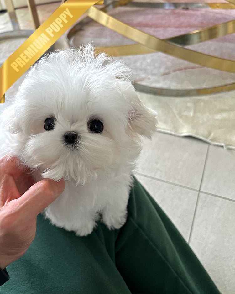 GRACE - FEMALE (PURCHASED by SHANNON) - ROLLY TEACUP PUPPIES - TEACUP PUPPY FOR SALE