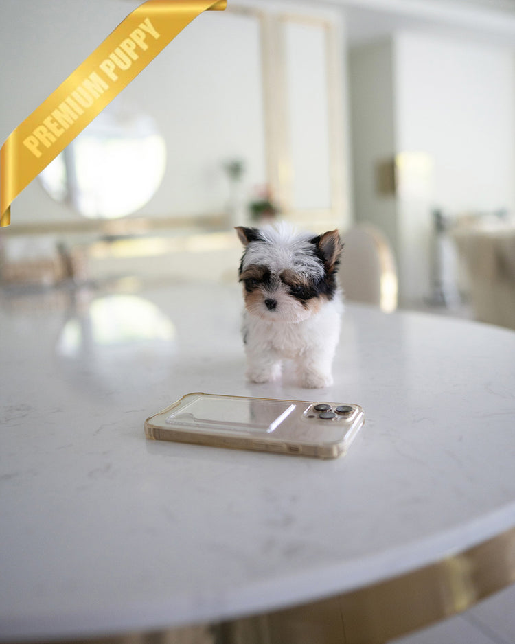 TEDDY - MALE (PURCHASED by SANTIAGO) - ROLLY TEACUP PUPPIES - TEACUP PUPPY FOR SALE