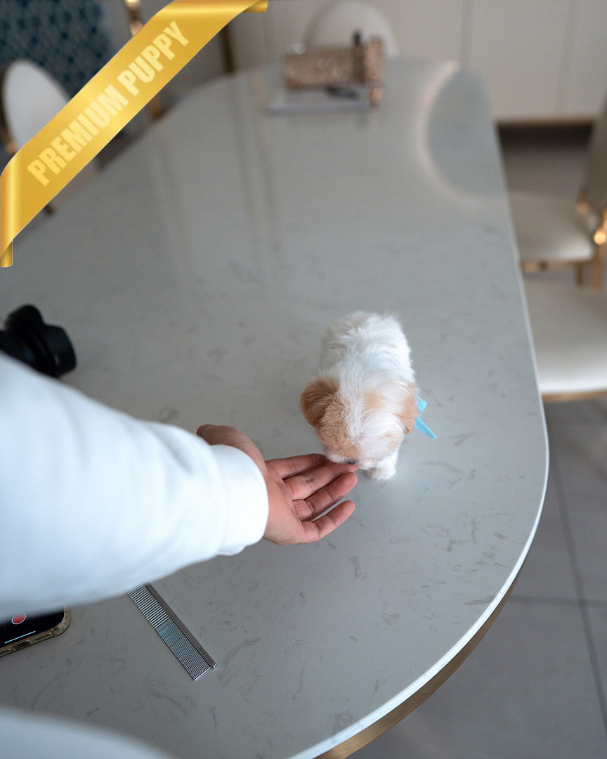 BAGEL - MALE (PURCHASED by ANDREA) - ROLLY TEACUP PUPPIES - TEACUP PUPPY FOR SALE