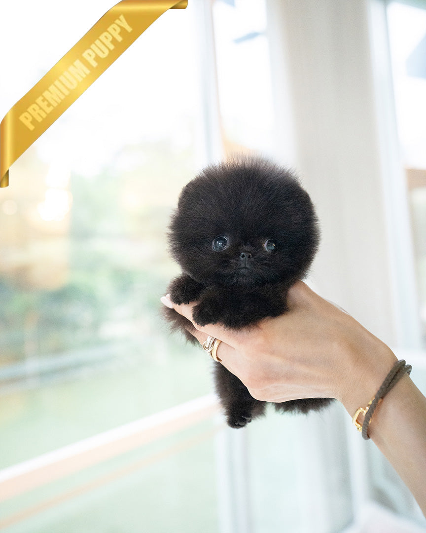 NOIR - MALE - ROLLY TEACUP PUPPIES - TEACUP PUPPY FOR SALE