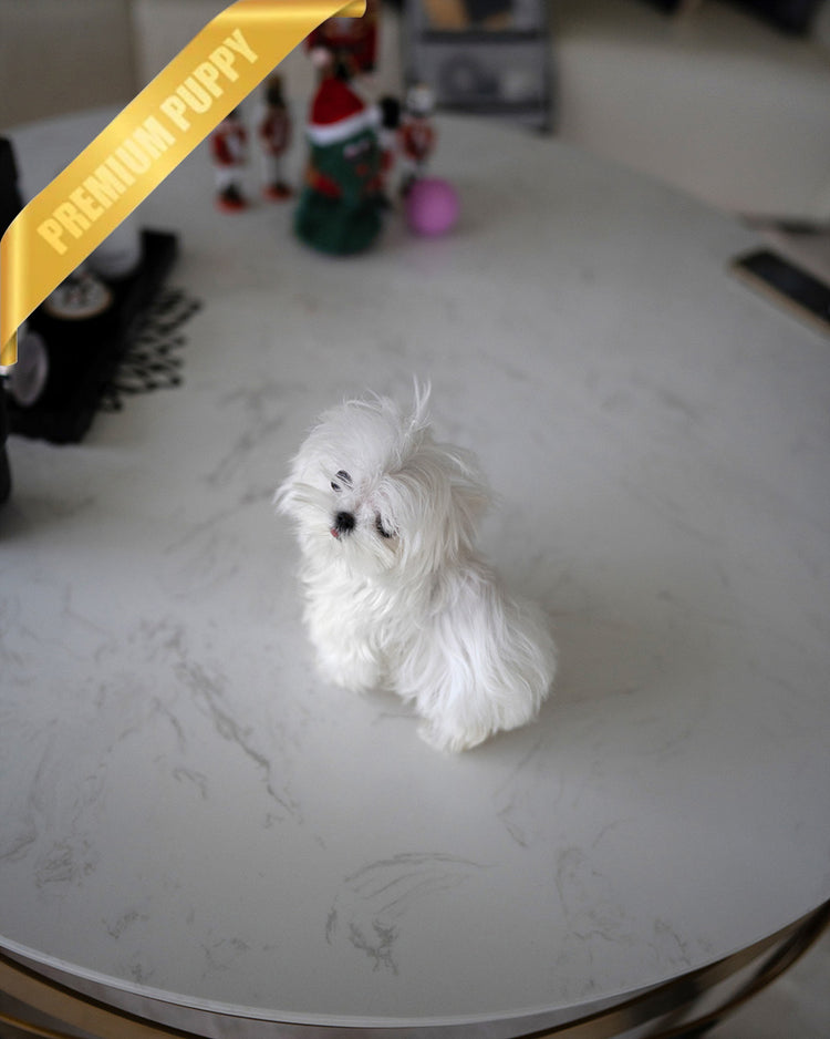 VALENTINA - FEMALE (RESERVED by NARISSA) - ROLLY TEACUP PUPPIES - TEACUP PUPPY FOR SALE