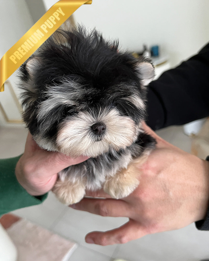 SASHA - FEMALE (RESERVED by ANONYMOUS) - ROLLY TEACUP PUPPIES